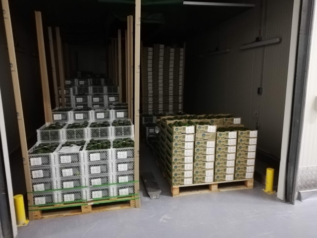 Foto-ICA-Inspeccion-planta-empacadora-de-aguacate-Hass-1.jpg