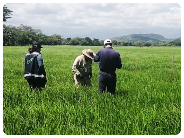 Visita para prueba de eficacia en Casanare 