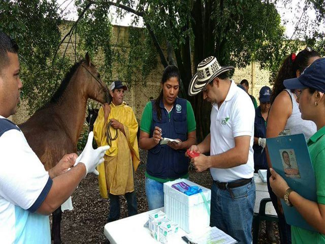 El ICA trabaja para prevenir y controlar la Encefalitis Equina Venezolana en el Valle del Cauca 