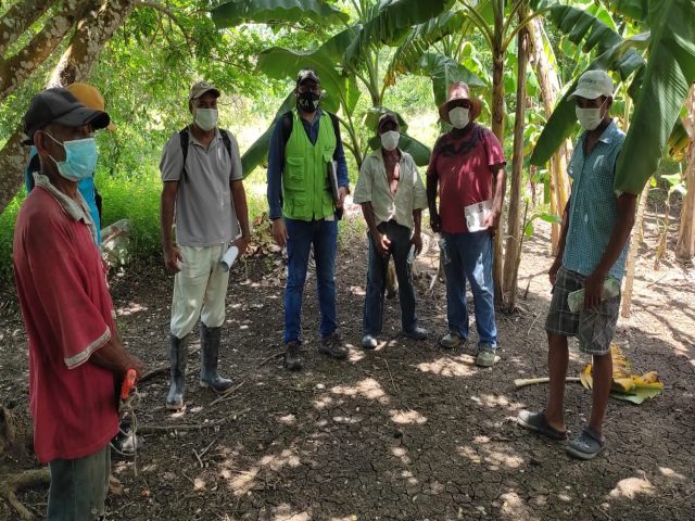 En Bolívar, productores de plátano y banano se capacitan en la prevención y manejo de enfermedades 