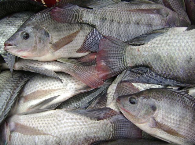 La sanidad en la producción acuícola del Cesar es una prioridad para el ICA 