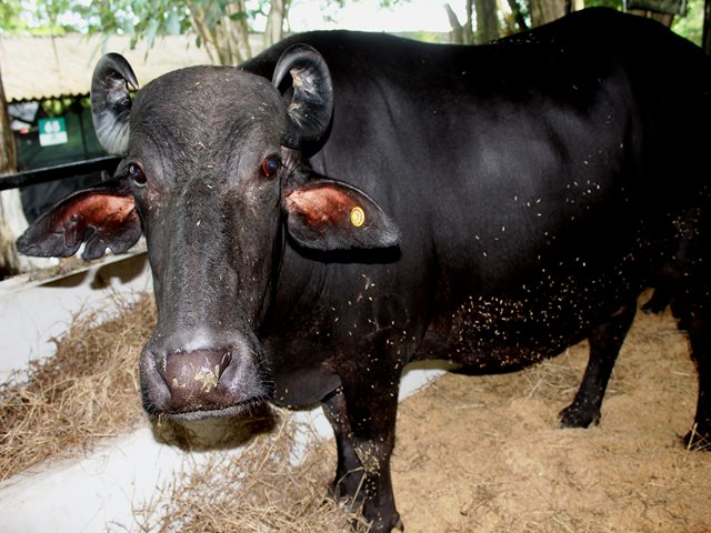 El Cesar vacunó a 1.423.334 animales contra la fiebre aftosa durante el segundo ciclo de 2017