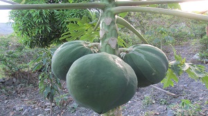 Colombia-prioriza-lista-de-productos-agricolas-con-destino-al-Peru-3.JPG Colombia-prioriza-lista-de-productos-agricolas-con-destino-al-Peru-3.JPG