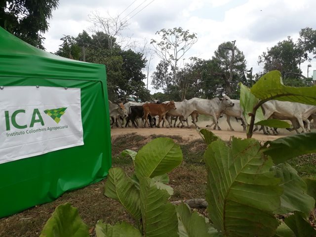ICA instala seis puestos de control sanitario en Casanare para blindar al departamento  de enfermedades pecuarias 