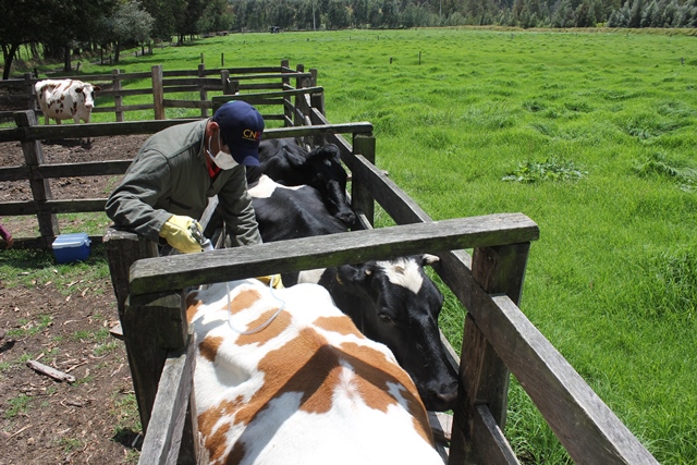 En algunos municipios de Cundinamarca, el ciclo de vacunación contra fiebre aftosa brucelosis bovina irá hasta el 12 de diciembre