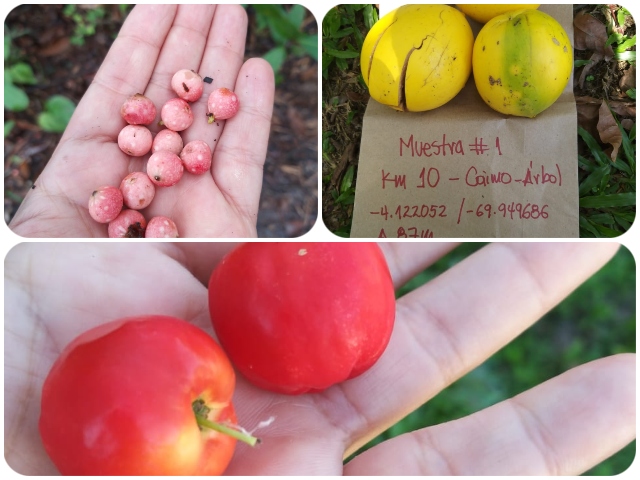Muestro para prevención de la mosca de la fruta. 