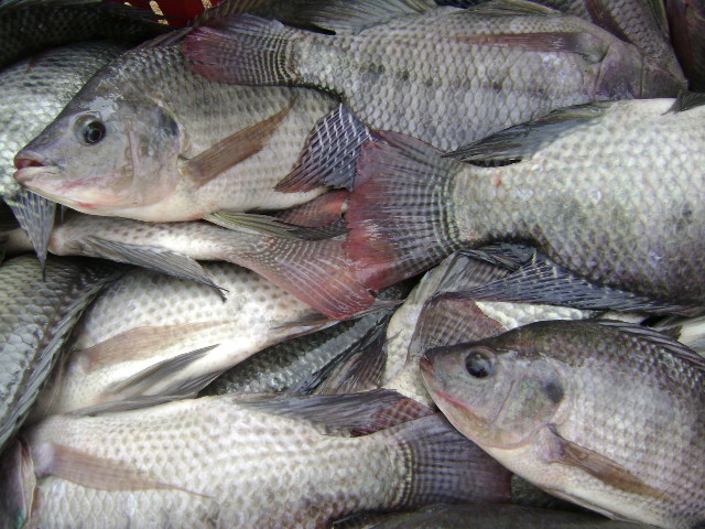 Por solicitud de empresarios, ICA trabajará en medidas sanitarias que permitan importar pescado y sus derivados desde Venezuela