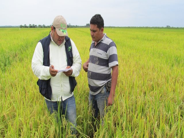 Predios de arroz .
