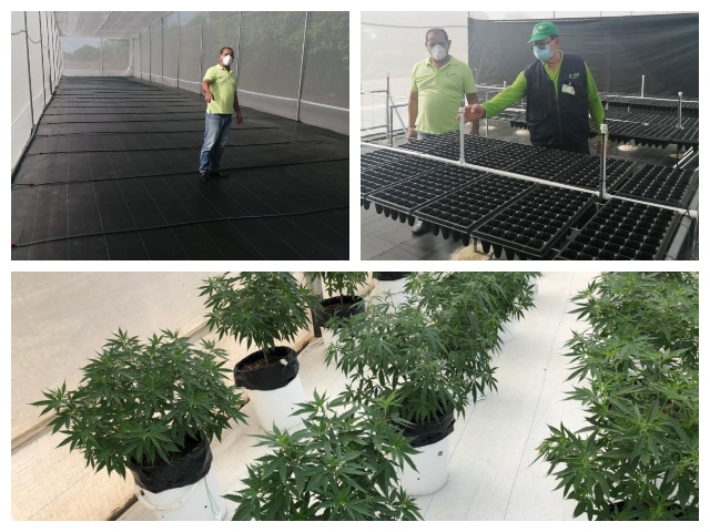 Visita técnica de verificación de requisitos para producción de semilla seleccionada de cannabis 
