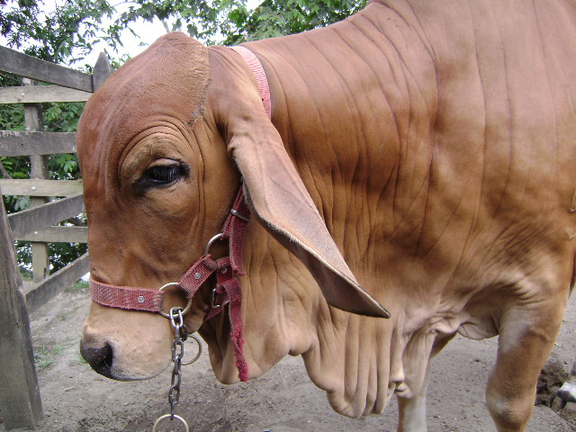 Del 1 de noviembre al 15 de diciembre, segundo ciclo de vacunación contra Fiebre aftosa y Brucelosis bovina