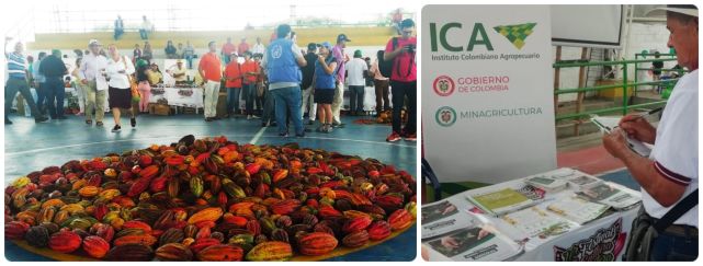 foto-collage-ICA-cacao-tolima.jpg