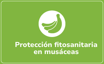Musáceas