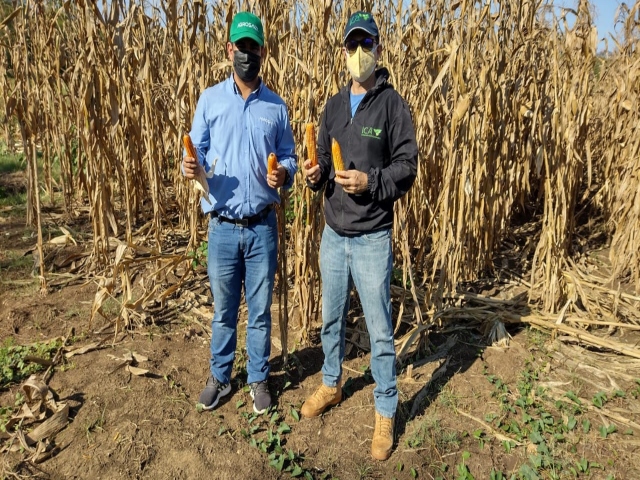 Pruebas de evaluación agronómica en Bolívar