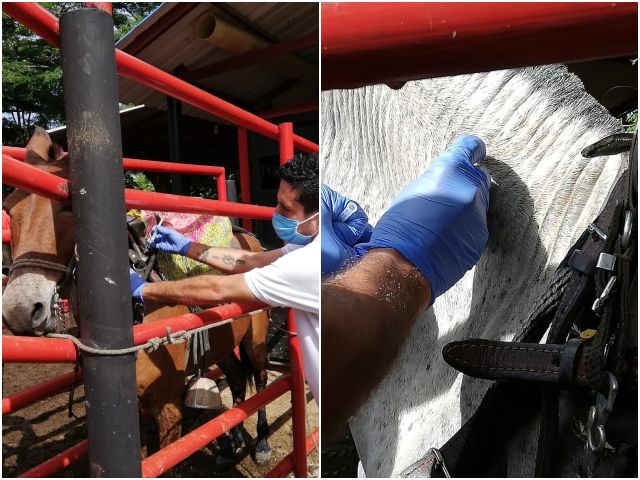 Como medida preventiva y de control, el ICA vacuna contra encefalitis equina venezolana en Cúcuta 