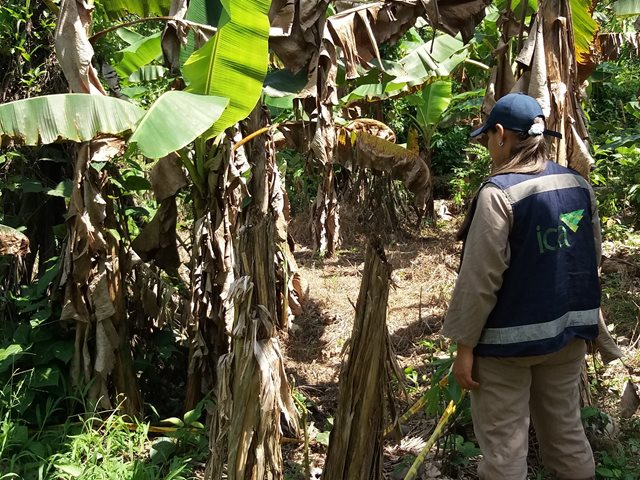 El ICA mantiene vigilancia del Moko del plátano en el Guainía