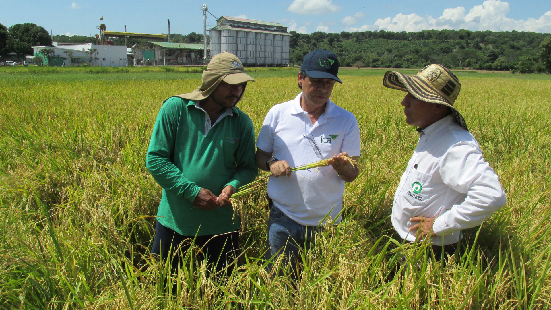 El-ICA-capacito-a-tecnicos-en-manejo-agronomico-del-arroz-en-Valle-del-Cauca-3.JPG