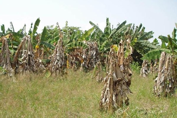 ICA inicia acciones para ayudar a agricultores y ganaderos afectados por el invierno
