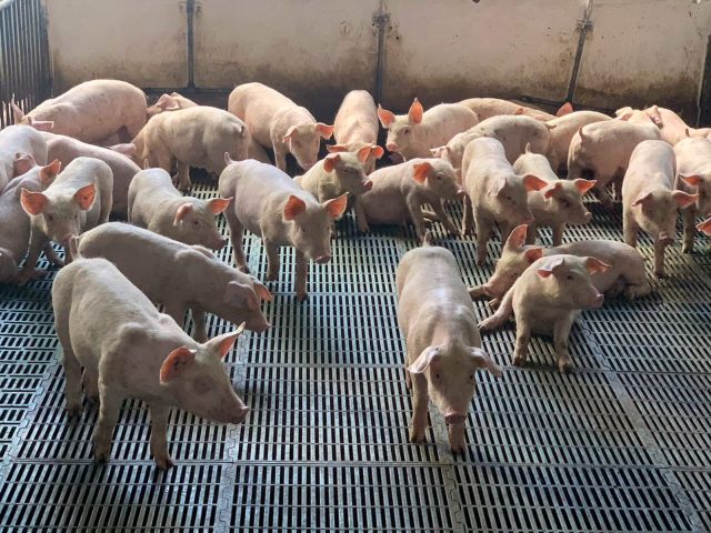 Proyecto de Cooperación Estratégica en Asuntos Veterinarios y de Inocuidad