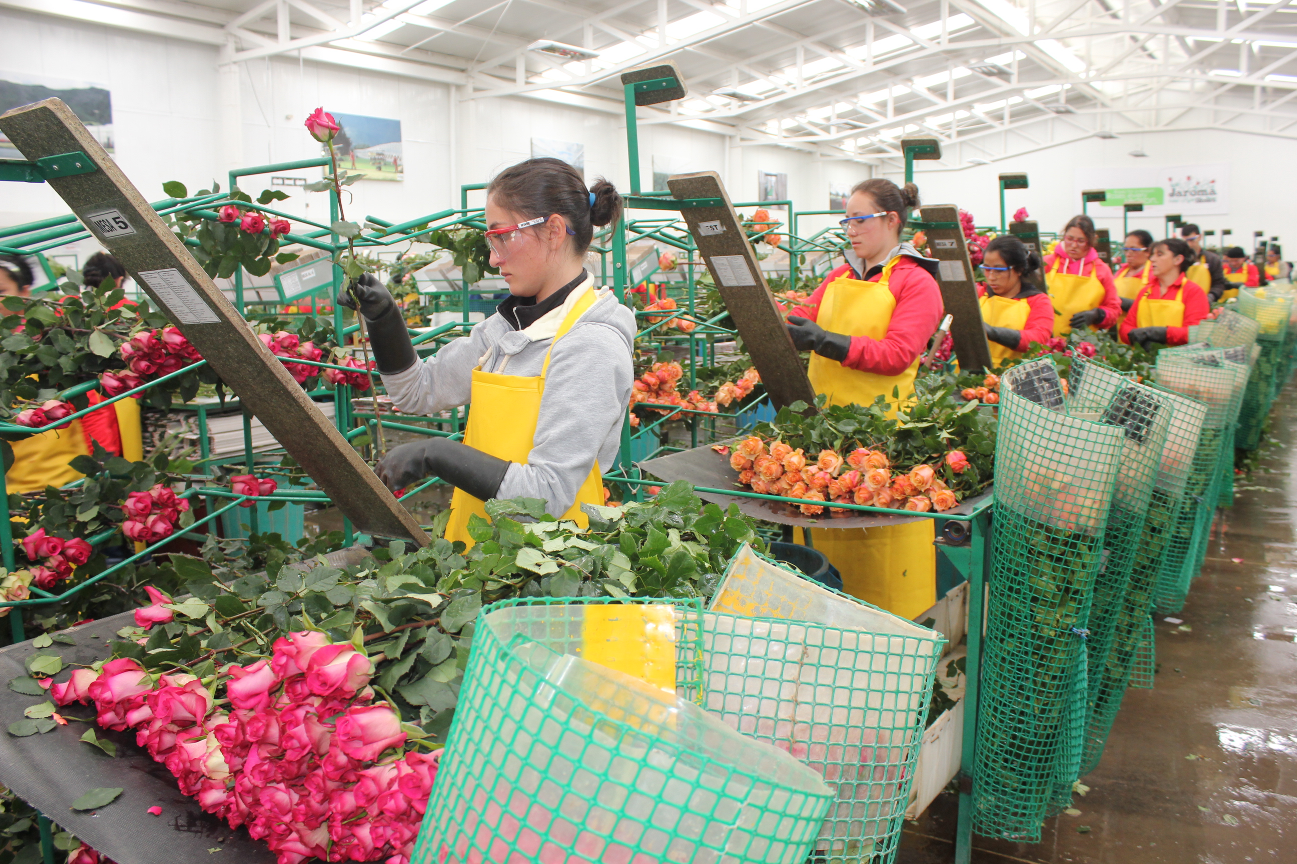 Flores-de-Cundinamarca-para-los-corazones-estadounidenses-en-San-Valentin-1.JPG