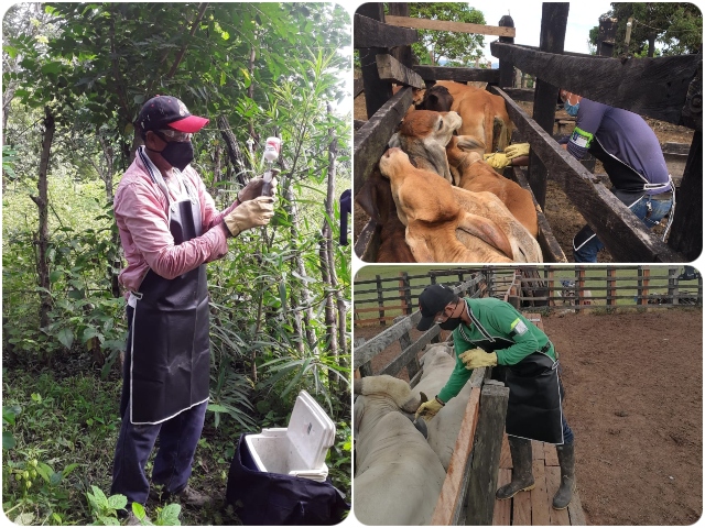 Fedegan-FNG e ICA han vacunado contra aftosa 13,2 millones de animales