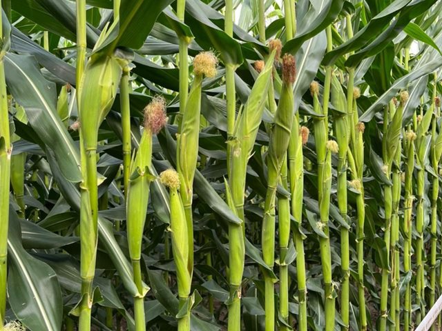 En Meta, el ICA fijó fechas de venta y siembra de semilla para el cultivo de arroz, maíz tecnificado y soya para el segundo semestre de 2024 