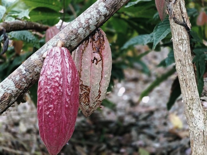 CACAO-2.jpeg