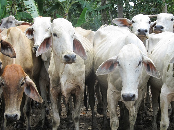 10 centros agropecuarios del SENA recibieron del ICA, certificados en buenas prácticas ganaderas, BPG 