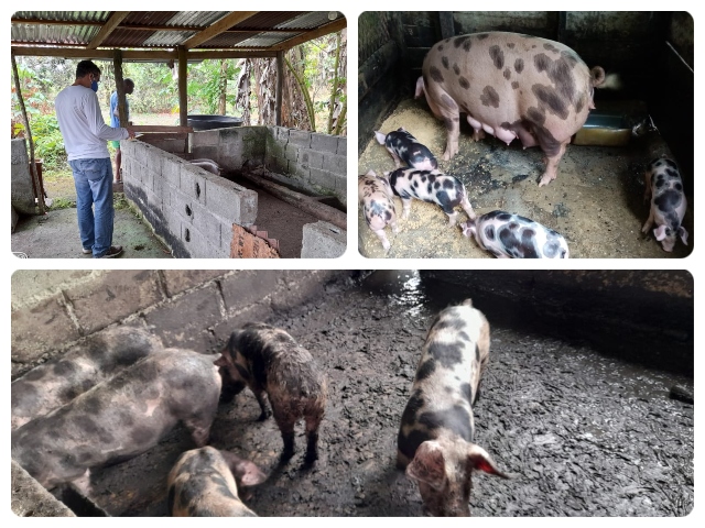 Con vigilancia epidemiológica, el ICA mantiene la sanidad en la producción pecuaria del Chocó