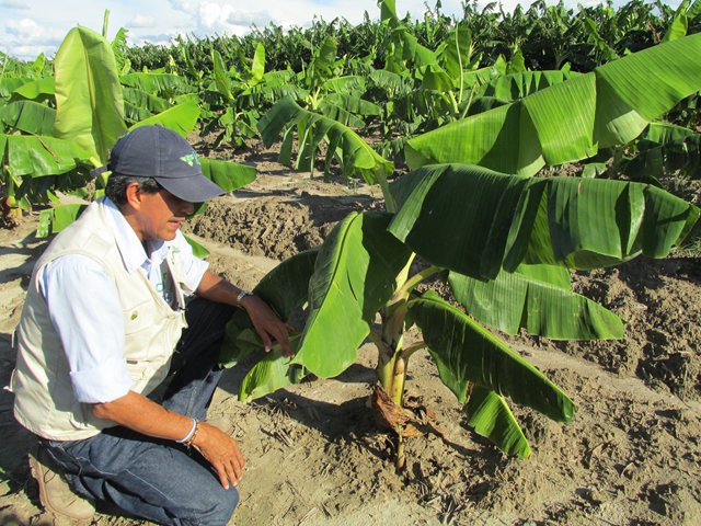 Productores de plátano en el Casanare se capacitan en identificación y manejo de plagas y enfermedades