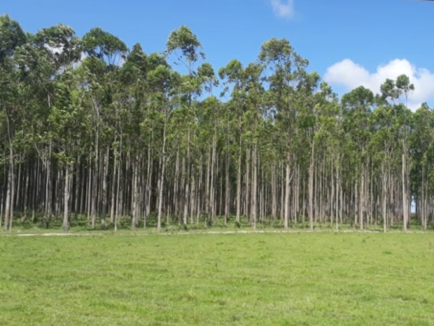 Foto-ICA-Visitas-a-predios-forestales-de-Casanare-2.jpg