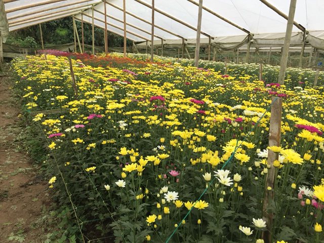 Agricultores de crisantemo y pompón del Quindío trabajan para certificar sus cultivos 
