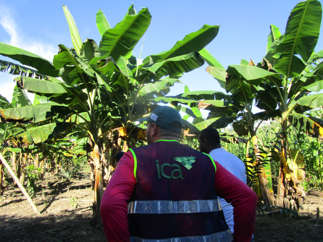 En Guainía, el ICA conserva la sanidad en los cultivos de plátano y banano