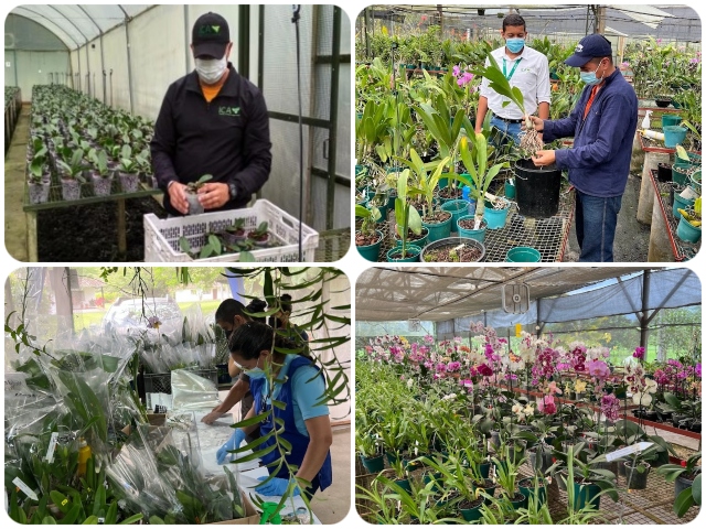Inspección de Orquídeas para exportación a Alemania. 