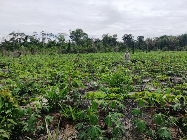 El ICA realiza vigilancia fitosanitaria a cultivos agrícolas sembrados por comunidades indígenas de Guainía 
