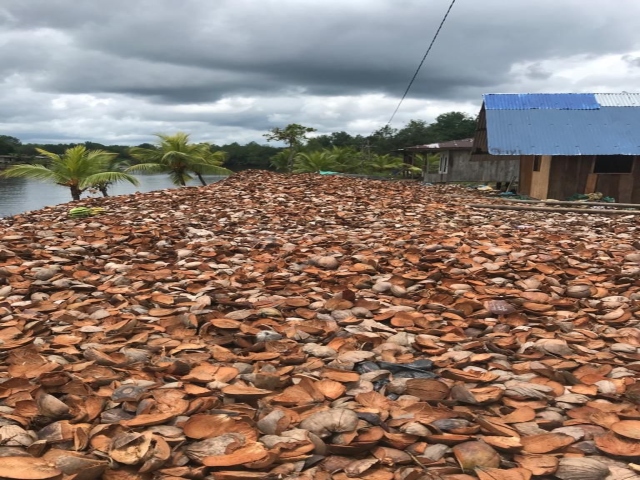 Foto-ICA-Medidas-fitosanitarias-para-el-manejo-de-plagas-del-coco-1.jpg