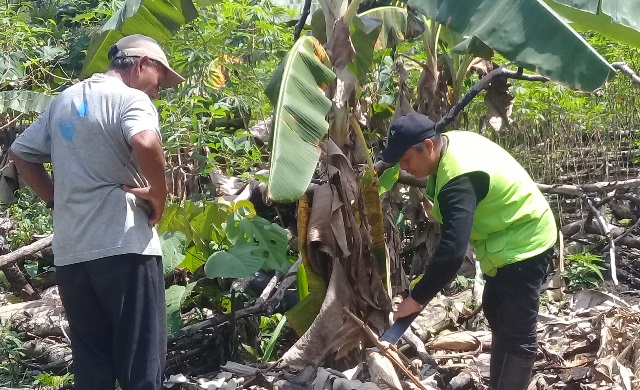 El ICA trabaja con los indígenas de la región, por la sanidad de los cultivos de plátano y banano