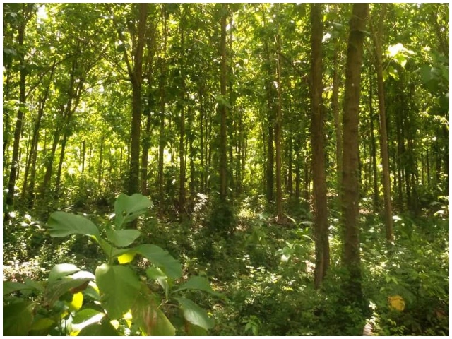 Funcionarios ICA y propietaria de predio forestal. 