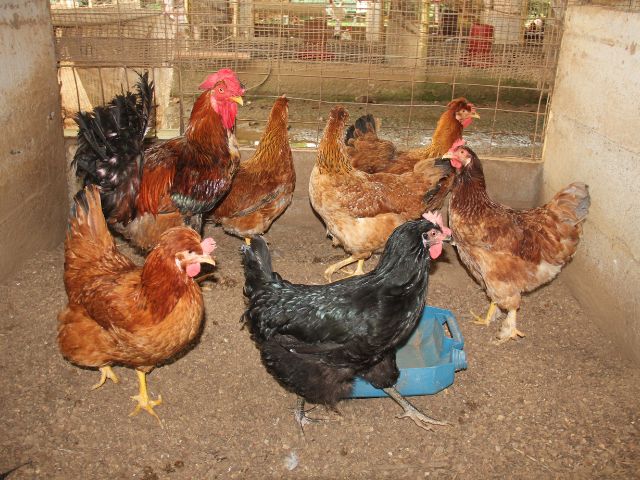 El ICA atiende caso de influenza aviar en aves de traspatio en Bolívar