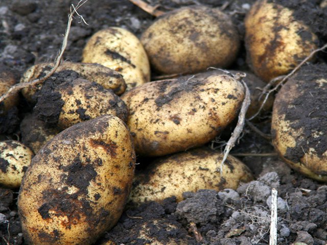 ICA, Minagricultura  y Corpoica entregarán semillas certificadas de papa en  Villapinzón, Cundinamarca