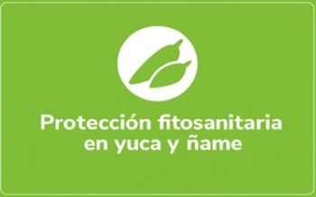 Yuca y Ñame