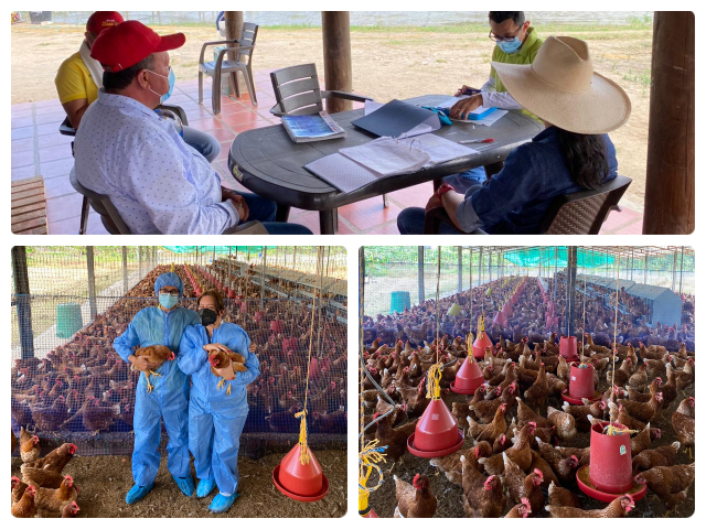 Productores avícolas de Arauca, le apuestan a las granjas bioseguras 
