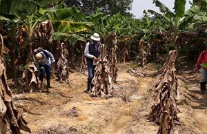 Funcionarios-de-ICA-realizan-control-a-la-enfermedad-del-moko-en-los-cultivos-de-platano-del-Meta-3.jpg Funcionarios-de-ICA-realizan-control-a-la-enfermedad-del-moko-en-los-cultivos-de-platano-del-Meta-3.jpg