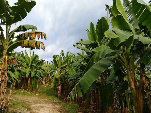 Cultivo de plátano / Archivo ICA. 