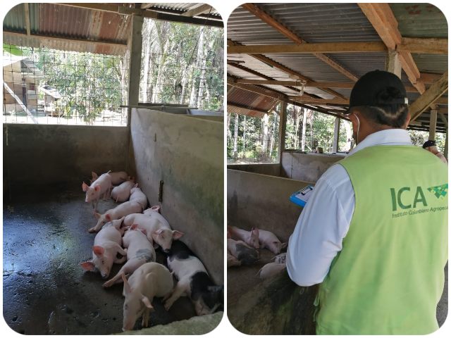 Visitas de inspección, vigilancia y control a predios porcícolas. 