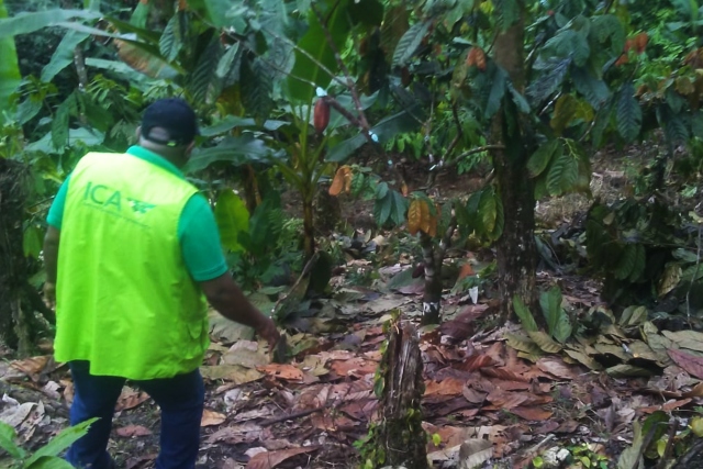 En el Chocó, el ICA controla la producción de material de propagación 
