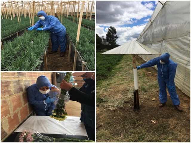 Para ampliar su oferta exportadora, Boyacá fortalece la producción de  ornamentales  