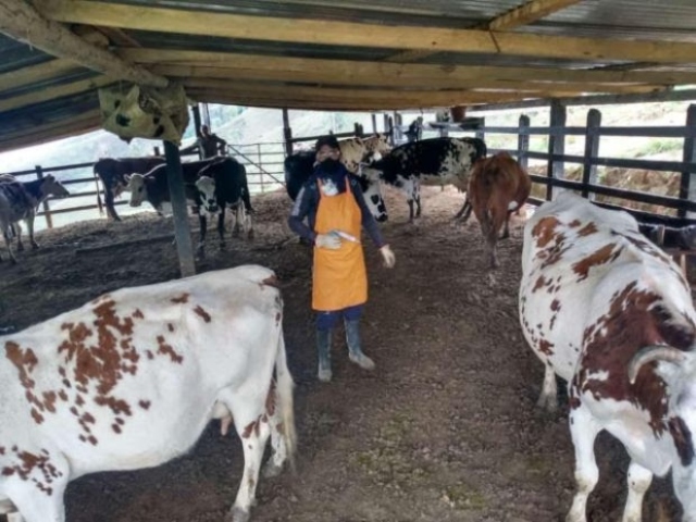 El ICA amplió ciclo de vacunación contra la fiebre aftosa y la brucelosis bovina en algunas partes del país