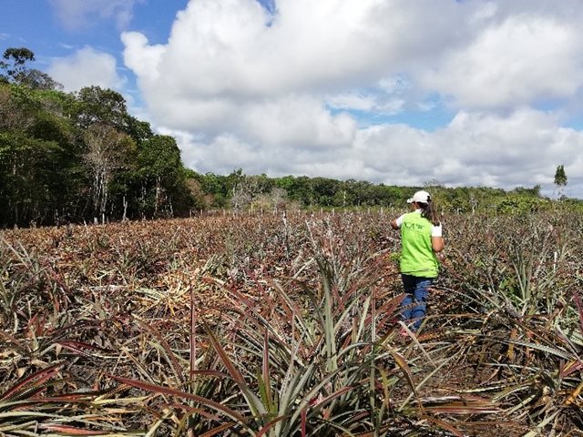 Cultivos de piña afectados por la ola invernal en el Guainía, son monitoreados por el ICA