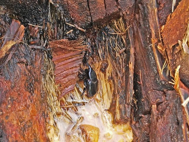 El ICA trabaja por la sanidad vegetal del departamento de Sucre