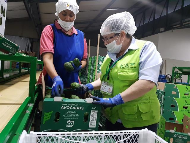 El aguacate Hass colombiano sigue conquistando a los argentinos